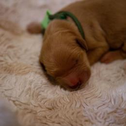 Gouda - Golden male Golden Retriever puppy in Dayton, Minnesota from Akoya Kennels