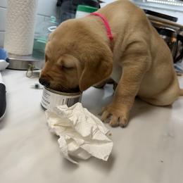 Pink collar - Yellow female Labrador Retriever puppy in Dover Plains, New York from Clearmountain Retrievers