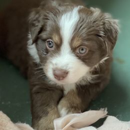 Miniature Australian Shepherd Puppies from Water's Edge Aussies