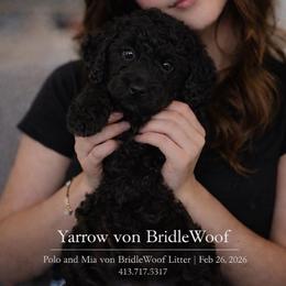 Yarrow of BridleWoof - Black female Goldendoodle puppy in East Otis, Massachusetts from BridleWoof
