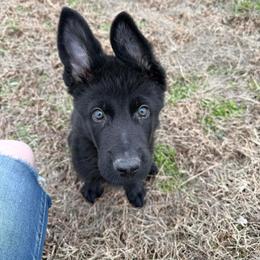 Hannibal - Black male German Shepherd puppy in Lewisburg, Kentucky from RED’s German Shepherds