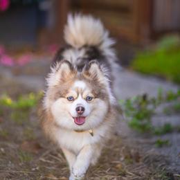 Hana - Pomsky