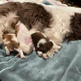 Shih Tzu Puppies from Wood Foo Breeders