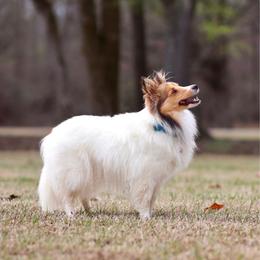 Birdie - Shetland Sheepdog