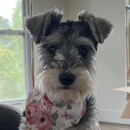 Lady - Miniature Schnauzer