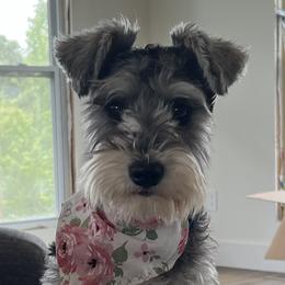Lady - Miniature Schnauzer