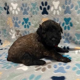 Rougue - Black and brindle female Bouvier des Flandres puppy in Wellington, Colorado from Blood Family Frenchies and Bouvs
