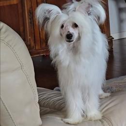 Fillip - White male Chinese Crested puppy in Amarillo, Texas from Victoria's Chinese Cresteds Long Star Angels