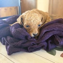 Brody - Apricot male Poodle puppy in Utica, Ohio from Poodle Me Crazy
