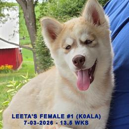 LEETA'S FEMALE 1 - Red and white female Siberian Husky puppy in Manilla, Iowa from Bruck's Siberian Huskies