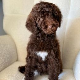 Toblerone - Chocolate male Goldendoodle puppy in Twin Falls, Idaho from Burrow & Bone