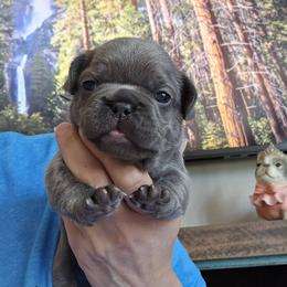 Pebbles - Blue female French Bulldog puppy in Clarksville, Arkansas from Zoomie Time Frenchies