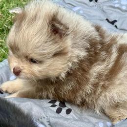 Phoenix - Chocolate merle male Pomeranian puppy in Edmond, Oklahoma from My Sun & Moon Poms