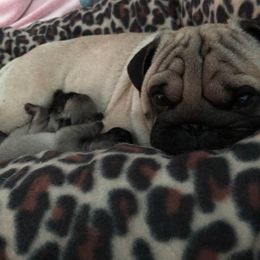 Pugs from Oakcreek Farm