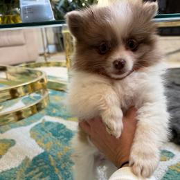 Daisy (Dark Blue Eyes) - Tri-colored female Pomeranian puppy in Saint Louis, Missouri from Velvet Crown Kennels 👑