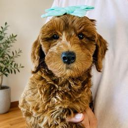 REDUCED - Chevelle - Red female Double Doodle puppy in Harrisonville, Missouri from Blessed Day Doodles