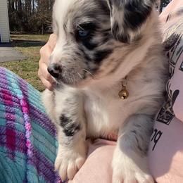 Australian Shepherd Puppies from Kent island Aussies