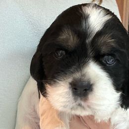 Boy 2 - Black white and tan male Cocker Spaniel puppy in Spotsylvania, Virginia from Wilkshire Farm