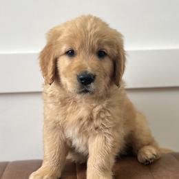 Goldendoodles and Golden Retrievers from Golden Haven Doodles