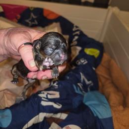 Nate - Brindle male Shih Tzu puppy in Cook County, Illinois from My Tzu Crew