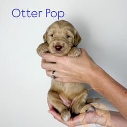 Otter Pop (dark blue collar) - Apricot male Goldendoodle puppy in Murrieta, California from Apricot Poodles & Goldendoodles, LLC
