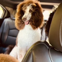 Goldendoodle Puppies from Labradoodleday