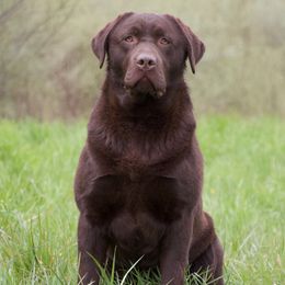Labrador Retrievers from Rebellion Labradors