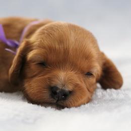 Lovie - Red female Cavapoo puppy in Springtown, Texas from North Texas Puppies
