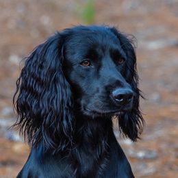 Jet - English Cocker Spaniel