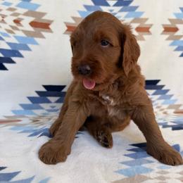 Kala ( Green collar boy) - Red  male Goldendoodle puppy in Phelan, California from High Desert Doodles - the original