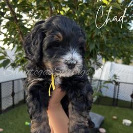 Chad - Black and white male Bernedoodle puppy in Saratoga Springs, Utah from Saratoga Springs Doodles
