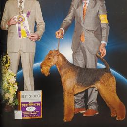 Pulaski - Airedale Terrier