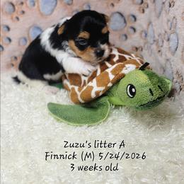 Finnick - Black tan and white male Biewer Terrier puppy in Conetoe, North Carolina from Southern Belle's Biewer Terriers & Papillons