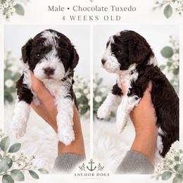 C h a r l i e      ( teddy bear poochon ) - male Cavapoochon puppy in Hooper, Utah from Anchor Dogs
