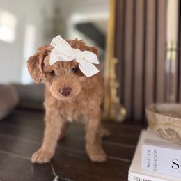 Rhapsody blue collar - Red  female Goldendoodle puppy in Queen Creek, Arizona from Sunny Doodles