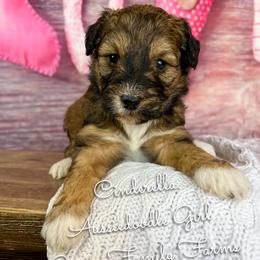 Cinderella - Sable female Aussiedoodle puppy in Grove, Oklahoma from Guinn Family Farms