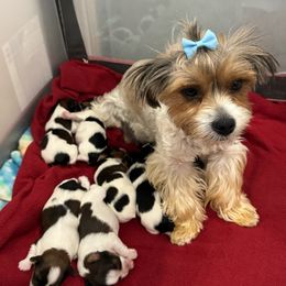 Mya - Yorkshire Terrier