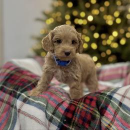 Goose - Caramel male Australian Labradoodle puppy in Calhoun, Louisiana from Arrowhead Australian Labradoodles