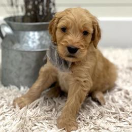 Ed - Grey collar - Apricot male Goldendoodle puppy in Arlington, Washington from Anderson Goldendoodles