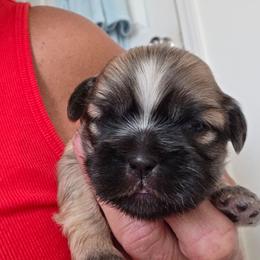 Honey - Brindle and white female Shih Tzu puppy in Rockmart, Georgia from Sonya Garrett
