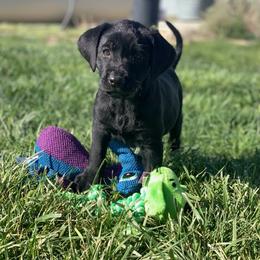 Clara - Black female Labrador Retriever puppy in Winnemucca, Nevada from Oakley's Mountain View Kennel