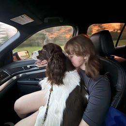 English Springer Spaniel All Grown Up from Solaire Springers