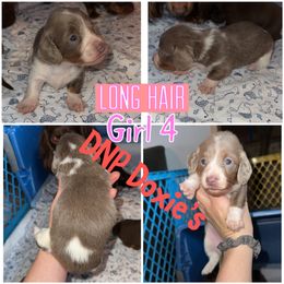 Dachshund Puppies from DNP Doxies