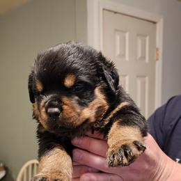 Boy3 - Black and mahogany male Rottweiler puppy in Bartonsville, Pennsylvania from Karol's Rottweilers
