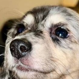 Dachshunds from RGV Dachshunds