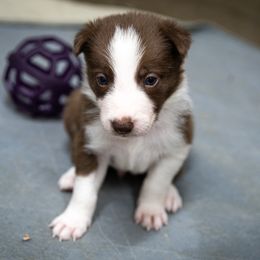 Boy 2 - White and red male Border Collie puppy in Shelbyville, Tennessee from C Horns Ranch Border Collies