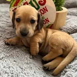 Puppy 1 - Cream male Dachshund puppy in Perryville, Maryland from Heavenly Heritage Dachshunds and Doods