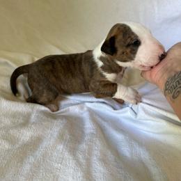 Girl 3 - Brindle and white female Bull Terrier puppy in Trussville, Alabama from Alabama Bull Terriers