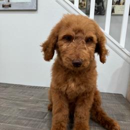 Red - Red  male Goldendoodle puppy in Bakersfield, California from Lavish Doodles