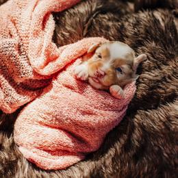 Tangos Royal Flush - Red merle female Miniature Australian Shepherd puppy in Englewood, Florida from Tango Auusies & Minature American Shepherds